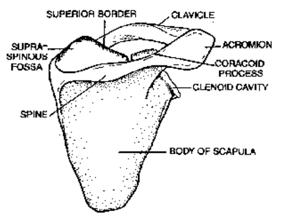 Appendicular Skeleton